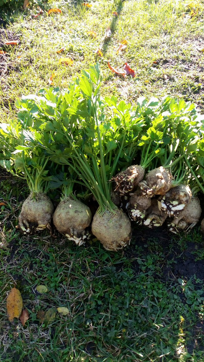 LX8111's tweet image. Harvest time. Some are really good and I am a bit proud. #Sellerie #Celery #Garten #Garden
