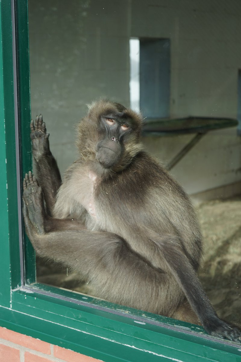 Yesterday our first years went to Banham Zoo with their lecturer <a href="/Dr_RMiller/">Dr Rachael Miller (Harrison)</a> to learn about animal behaviour, training, conservation and welfare, including collecting  behavioural observation data as part of their Animal Physiology and Behaviour module #animalbehaviour #fieldtrip