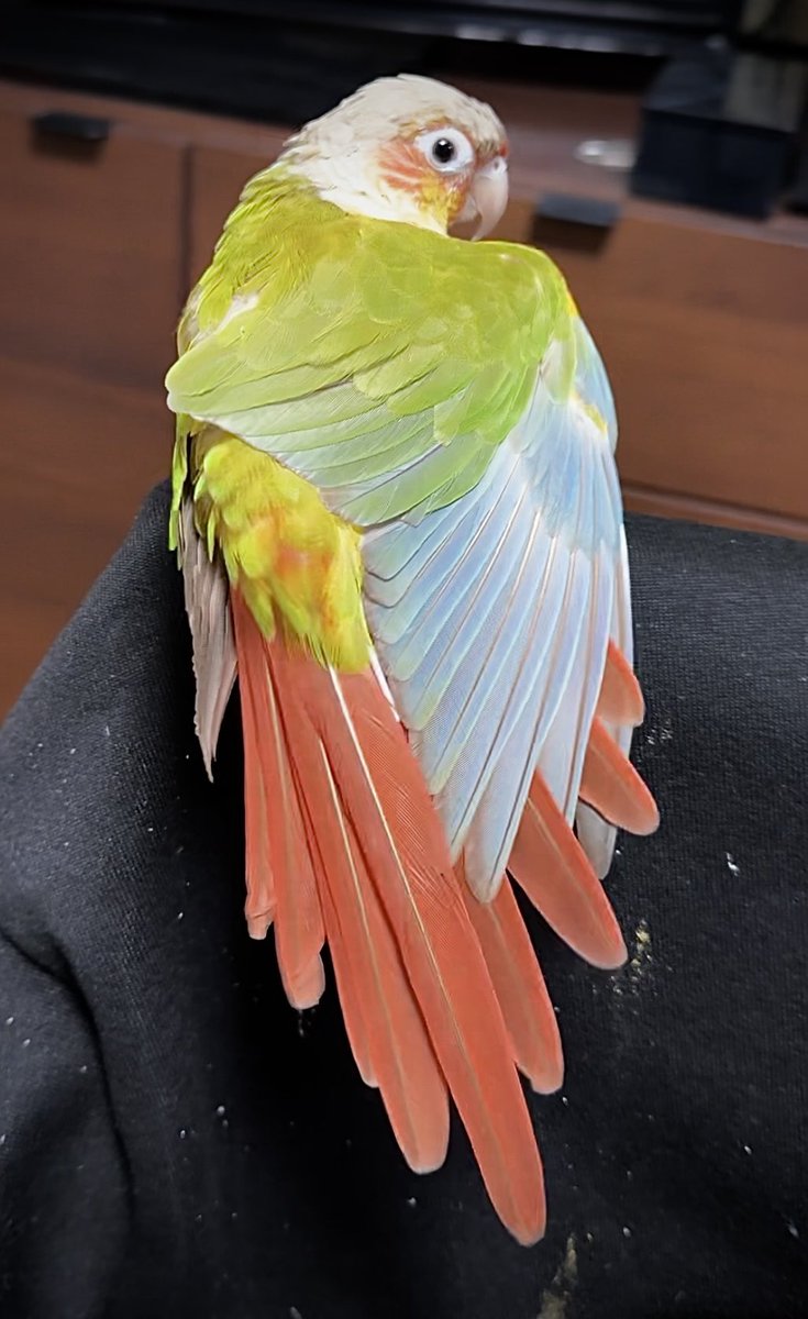 PoppyAndMari's tweet photo. ウロコインコのスサーは本当に美しいです♡ https://t.co/5lOtIsQVOj