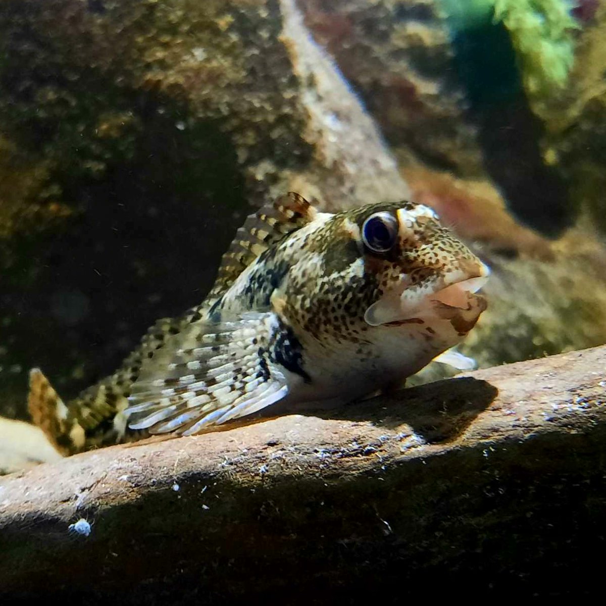 OPENING TIMES

November 1st - 19th.
Mon-Wed 10am - 2pm
Sat - Sun 10am - 3pm
Thurs - Fri Closed

*We recommend arriving at least 30 minutes prior to closing times to allow some time to enjoy the exhibits