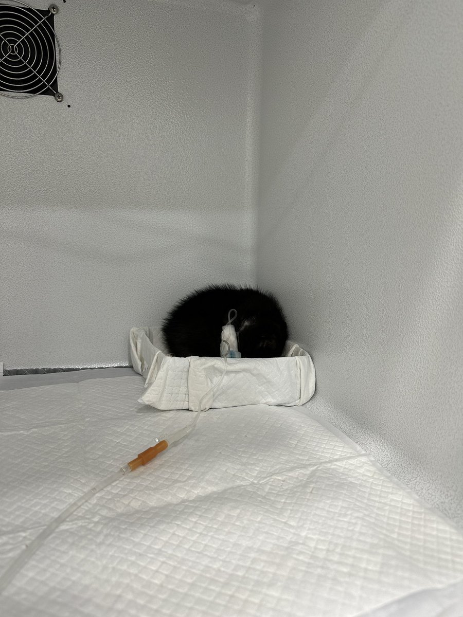 felicejeong's tweet photo. 바이러스랑 열심히 싸우느라 
무척 고단한 따봉씨 
세수 할 정신도 없는듯 꼬질꼬질 

마이 좋아졌대요
하루 이틀이면 퇴원 가능할지도?! https://t.co/Ds1G2ErVAs