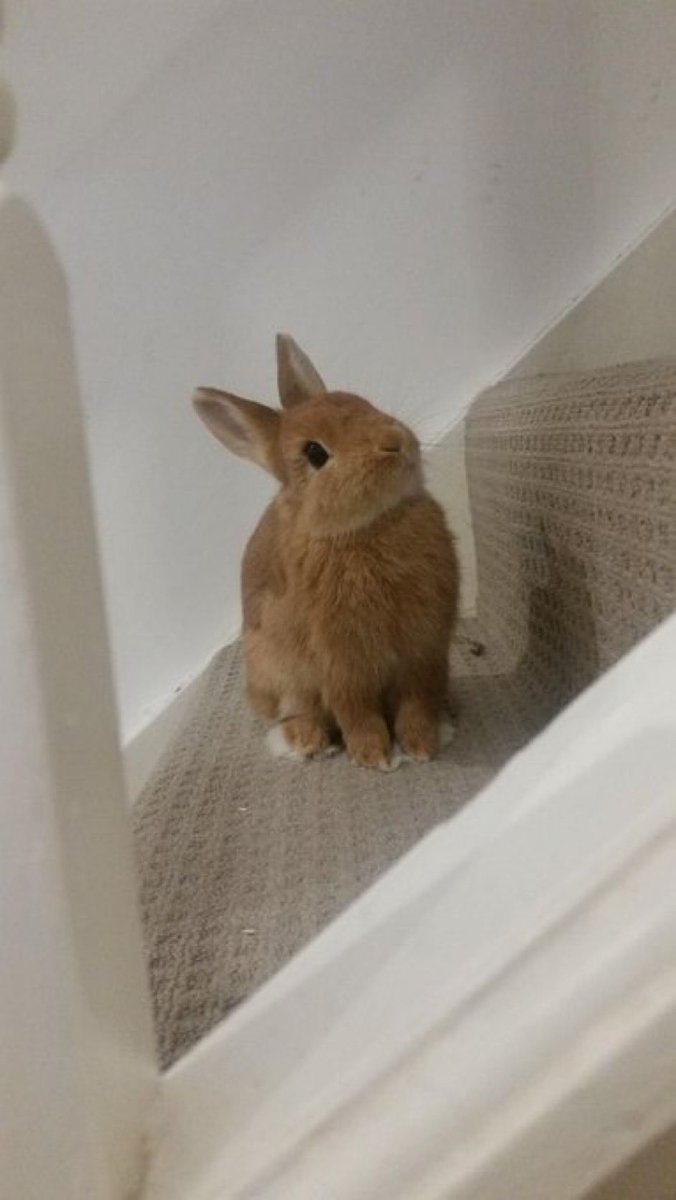 Hewwo, dis is Dinah. She was just hoppin up these here stairs when all of a sudden she got vewy tired! Will you carry her the rest of da way pwease? Say “No prob Dinah!” to scoop her up!