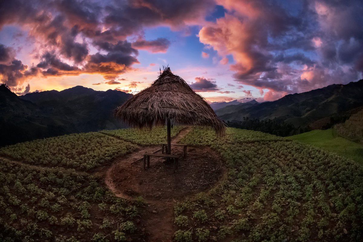 Breathtaking Rice Terraces of Vietnam✨