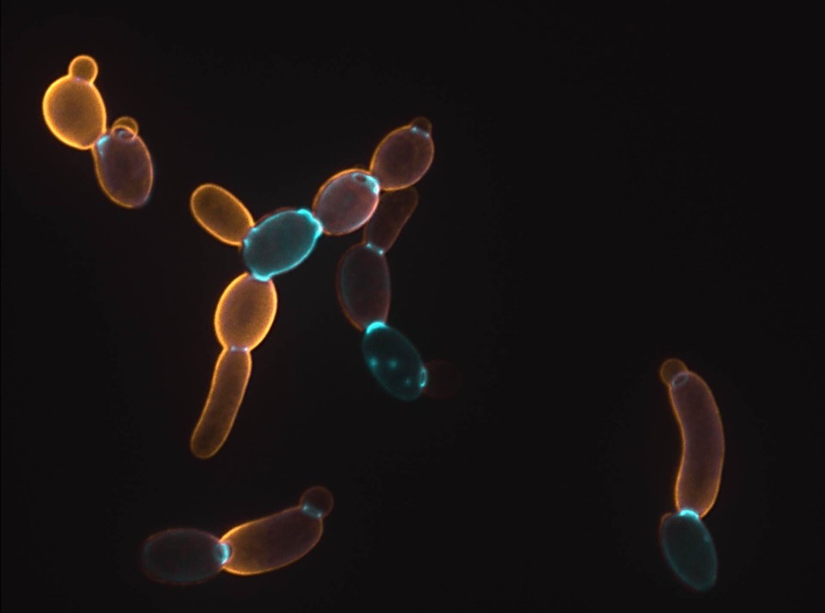 mycoBiologics's tweet image. We’re recruiting!

Passionate about developing antibody therapeutics for life-threatening infections? 🧫 See link below:

abdnjobs.co.uk/vacancy/resear…