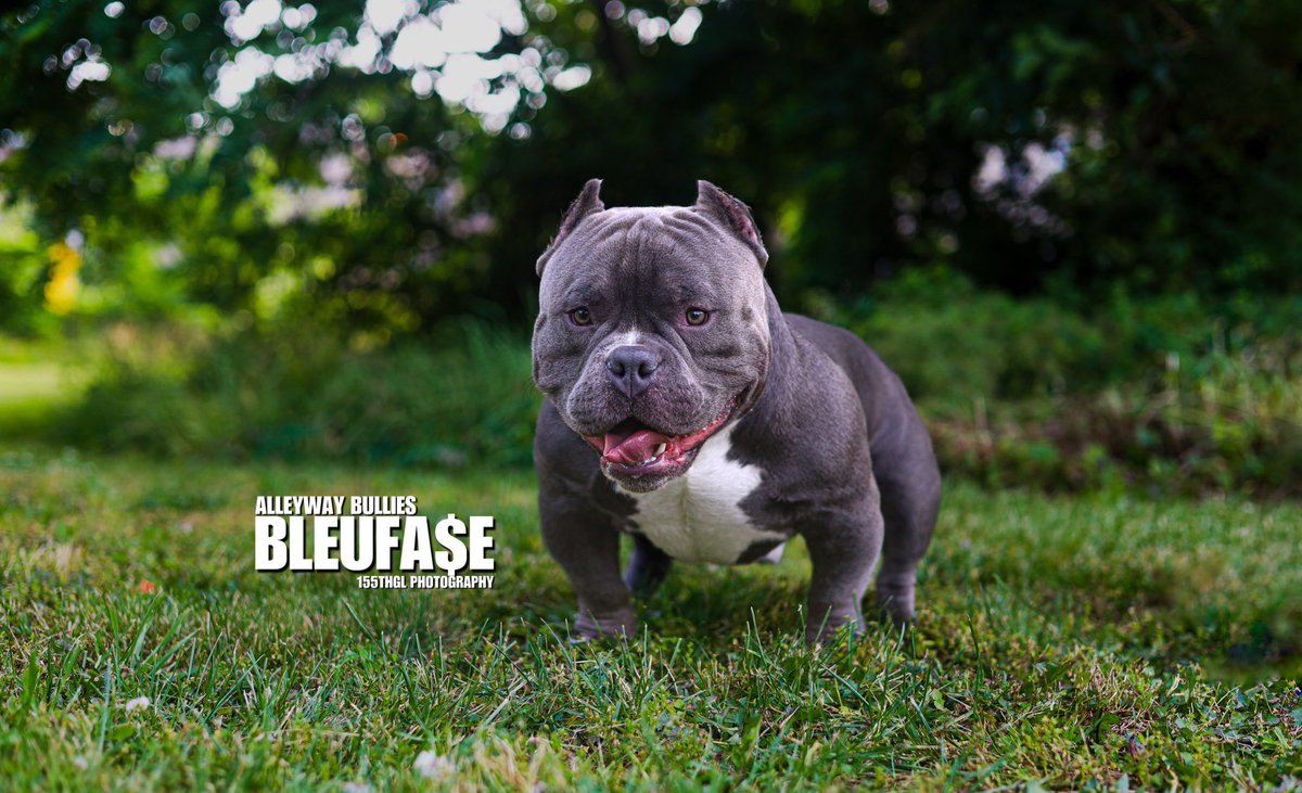Get with me for stud fees. 
#Microbullies
#exoticbullies