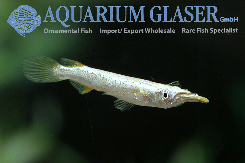 aquariumglaser's tweet photo. #Dermogenys #siamensis #Silver-#White (D. #pusillus)
find more details and pics @ https://t.co/kgExUnvbBk https://t.co/PApBT8RpkI