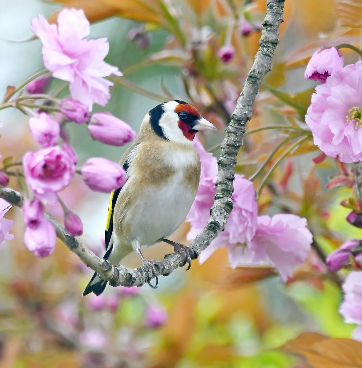 If I haven't followed you back, and you're a genuine bird &amp; nature lover like I am, please retweet &amp; I'll follow you back. 😊 
 To make it more worth sharing, here's one of my favourite shots, a Goldfinch in cherry blossom. 😍😀🐦
