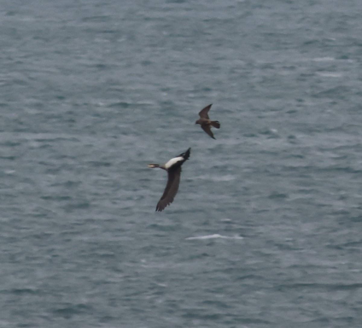 Juv Peregrine trying to smash a Cormorant out of the sky off Nybster this morning #CaithnessBirds