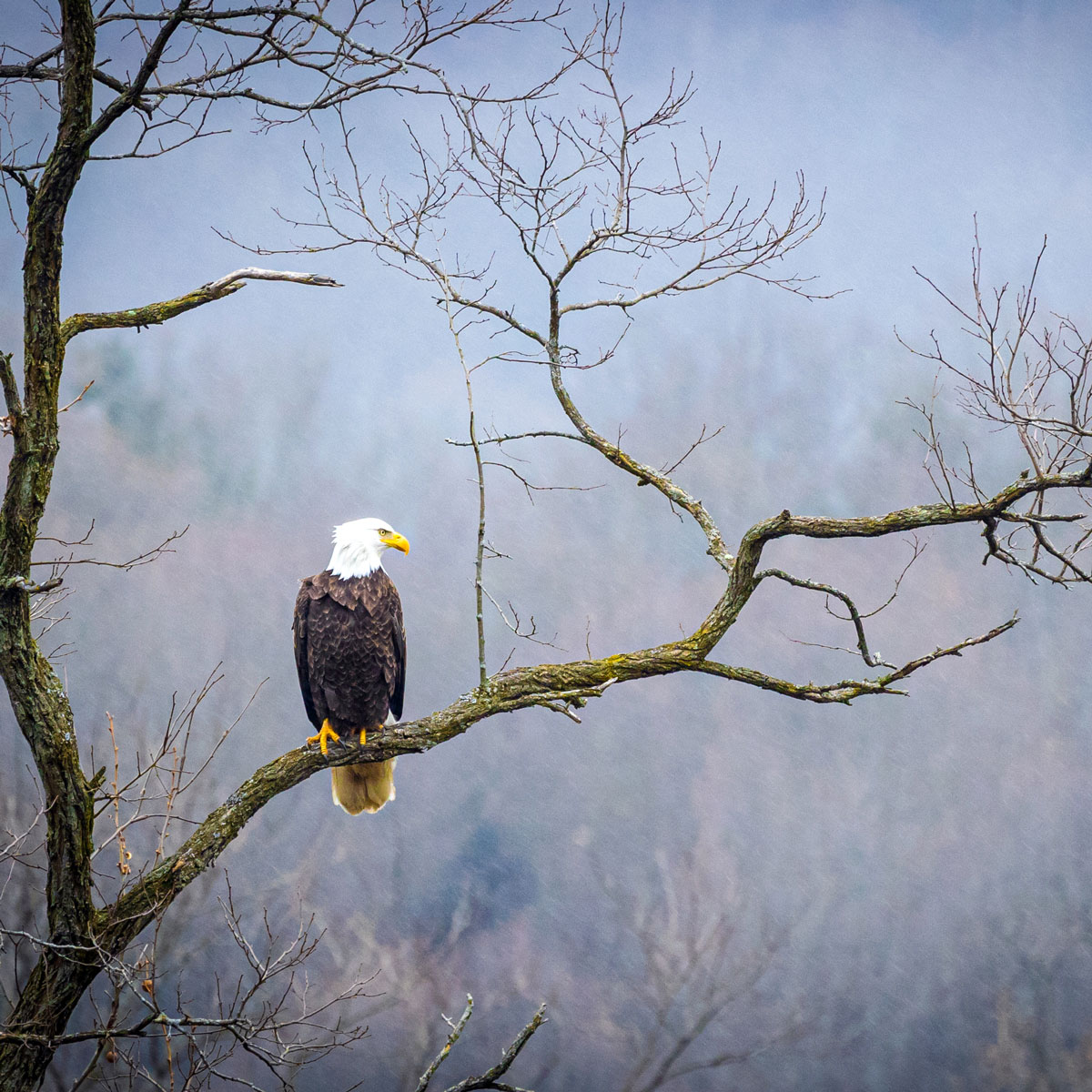 cnbank_pa's tweet photo. 🗓️ Our November 2023 #calendar photo was taken by Jason Robson. 🦅
#BankWithTheAmpersand #FlipTheCalendar #CalendarPhoto #AmateurPhotography #CalendarContest #Photography #AmateurPhotographer #Photographer #Nature #NaturePhotography #Eagle #EaglePhoto #November #NovemberVibes https://t.co/bR3pHXWgEX