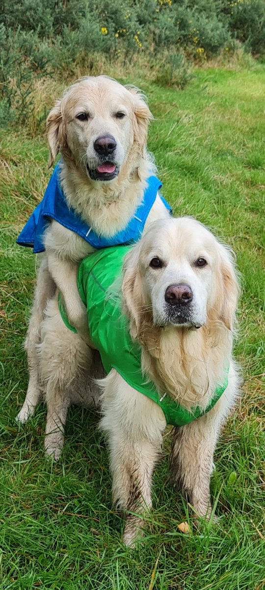 FurzeyRetriever's tweet photo. We didn't want to post this.
But it's been demanded.
At least we used protection. 
#HumpDay https://t.co/54QtMDVeUs