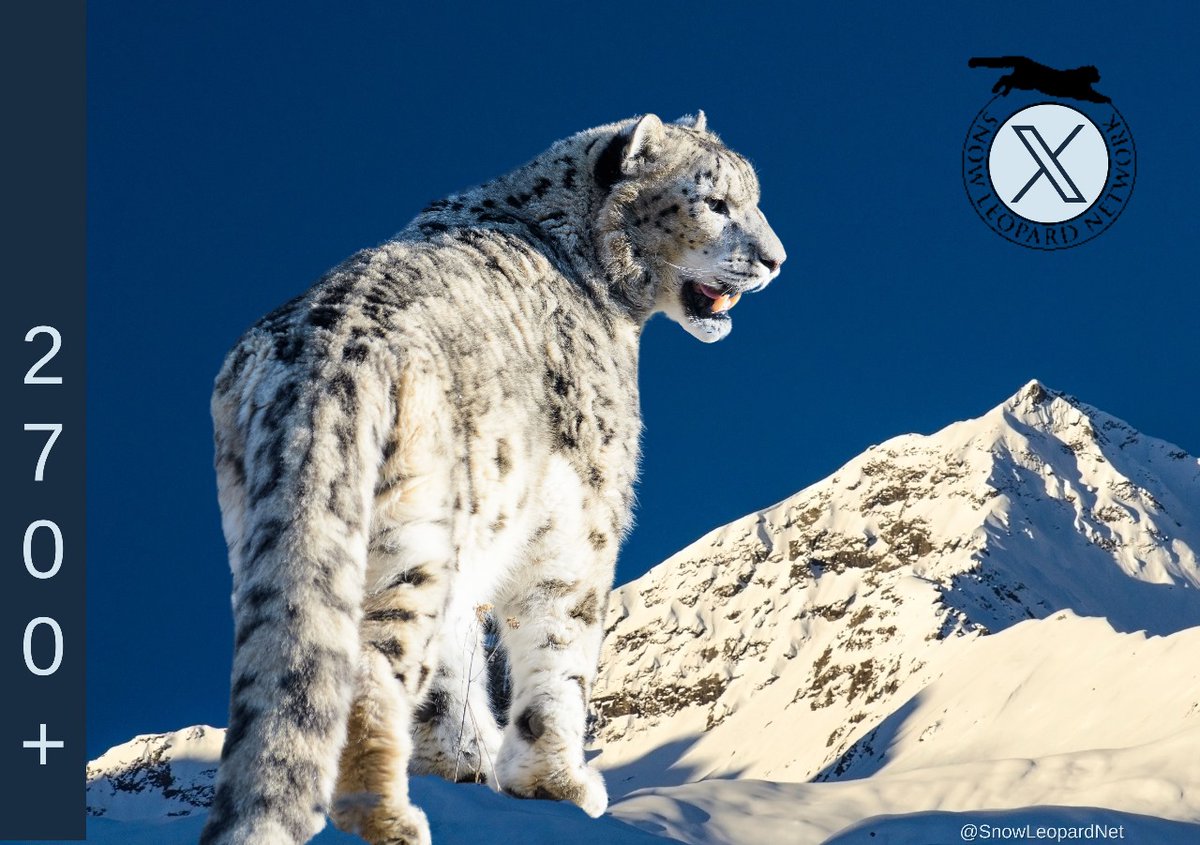 SnowLeopardNet's tweet photo. 🐦 Our #snowleopard community is growing & we've just reached a new milestone 🙌
Thank you for supporting #snowleopardconservation with us! 👏
#Twitter/#X
#snowleopards 🐆 #snowleopardnetwork https://t.co/chaFBAkOLM