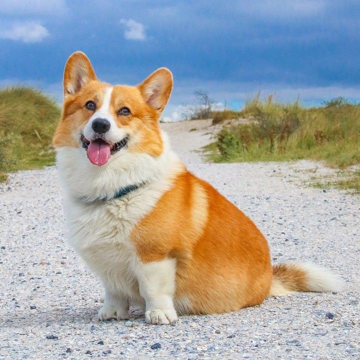 CorgiArenaWorld's tweet image. Perfect short ❤️