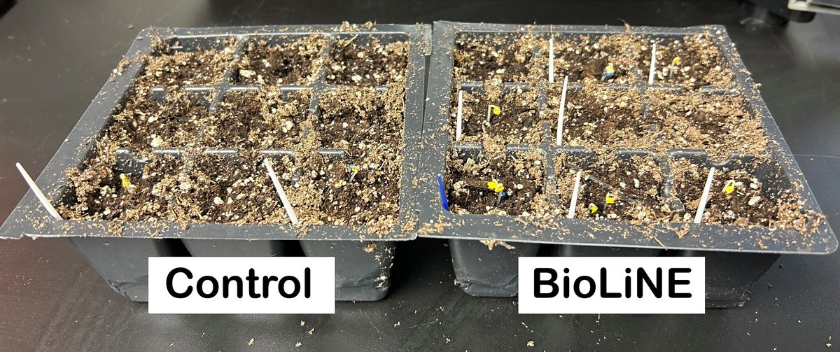 BiolineCorp's tweet photo. Canola was placed in a fridge with a constant temperature of 12°C. Half received an in-furrow of BioLiNE® Gold. On day 2 (white toothpick), BLG treated plants had 7 that had emerged, and control only had 2.
#coldstress #coldgermination #canola #fulvicacid #fulvic #agriculture https://t.co/wenRNrqh2S