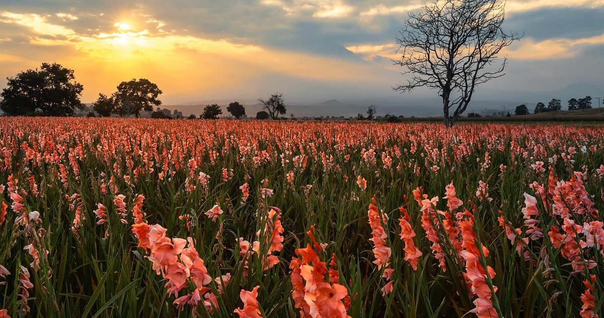 Cempoalxóchitl (flor de muerto), gladiolas, flor de terciopelo, flor de perrito, girasoles, son tan solo unas de las variedades de flor que tenemos ya listas para recibir a nuestros seres queridos, todo esto cultivado en el valle de los volcanes Iztaccihuatl y Popocatépetl.