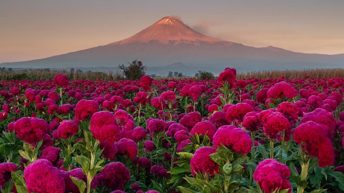 Erik Gómez Tochimani (@gtochimani) on Twitter photo 