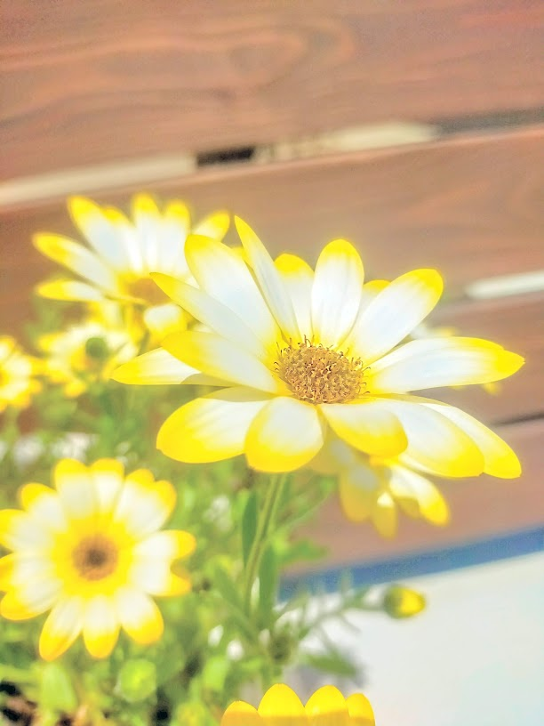 オオタジュンヤ🌺🌿🏖️🌴🦔🐬🍓🌾🌟 tweet media