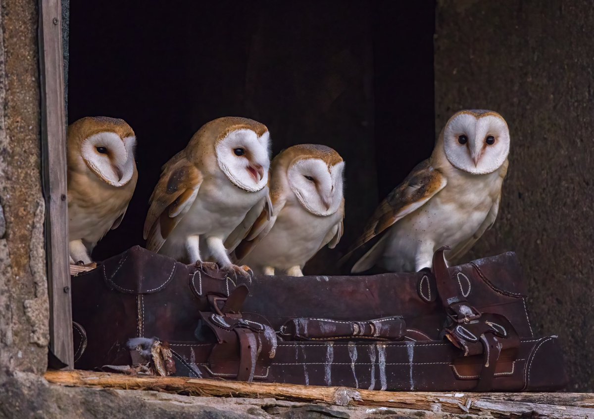 📸 Thanks for all your amazing entries for our November X cover competition! The England comms team have voted and this months winner under the theme, 'Wildlife encounters that have brought a smile to your face on a dark autumn day' is Barn Owls by @GarrityPete 🦉 Cheers Peter!