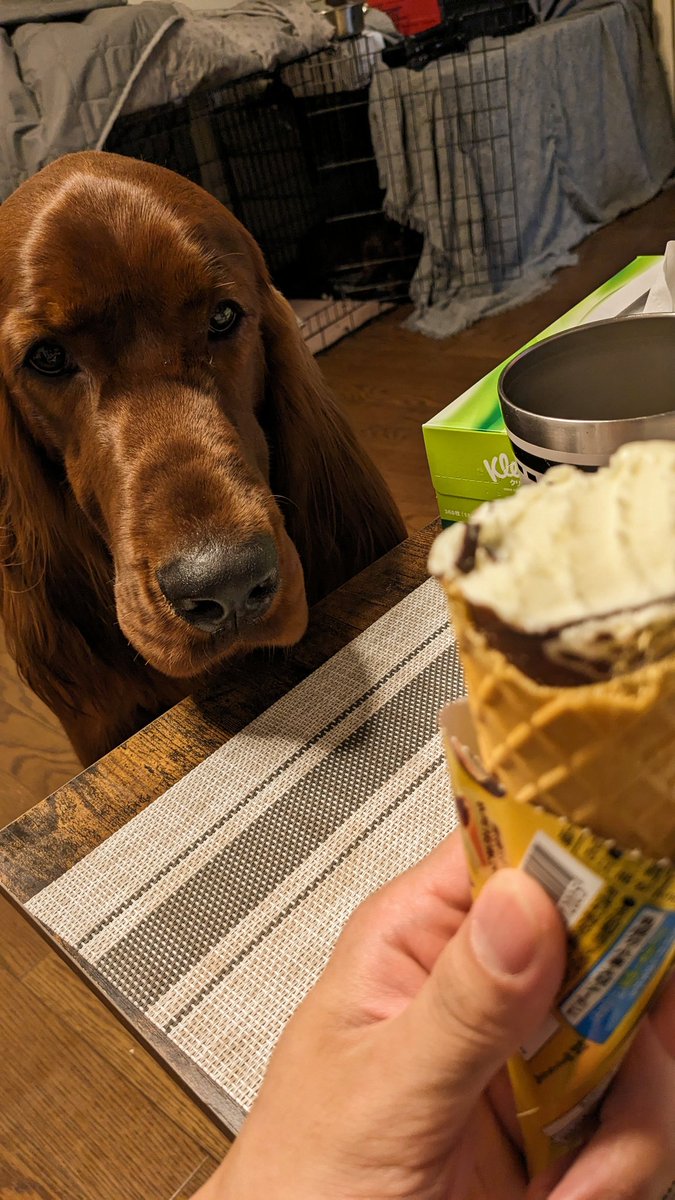 DOG BURROW OINU (@OinutheDog) / Posts / X