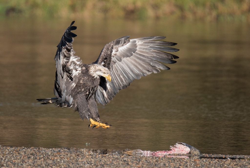 Prepare to be captivated by the majestic sight of a bald eagle as it gracefully lands to feast on a salmon carcass. Nature's regal aerial acrobat never fails to leave us in awe! 🦅✨ #birdofprey #baldeagle