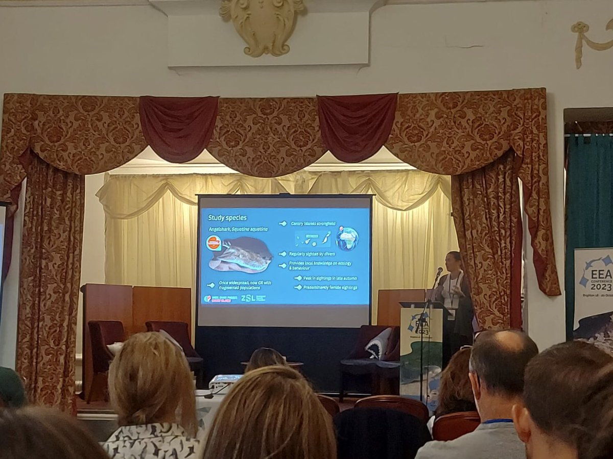 meadyorca's tweet photo. (1/2) Late on posting this, but it was a pleasure to present at #EEA2023 on some of our findings from #acoustictracking #angelsharks in the Canary Islands! ๐ฆ ๐บ
@angelshark2014 @OfficialZSL @ULPGC #MuseumKoenig https://t.co/j3x7K0QyRb