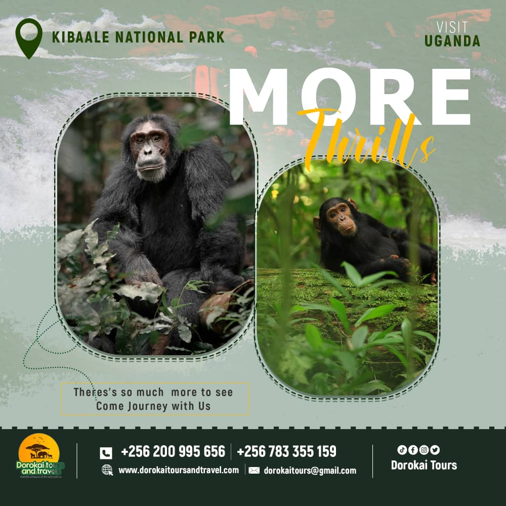 'Discover the wonders of Kibale National Park! 🌳🦍 Immerse yourself in nature's beauty and witness incredible wildlife up close. Unforgettable adventures await!
 #KibaleNationalPark #NatureExploration