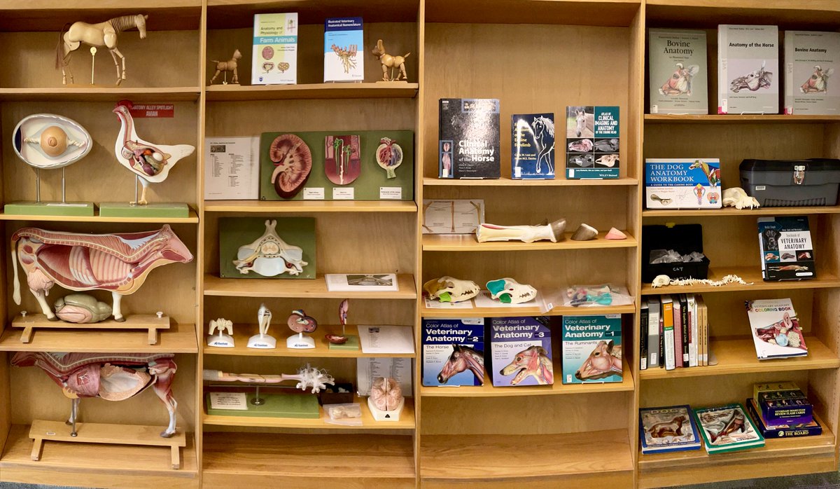 It's November and final exams are around the corner!

Need study aids for anatomy and physiology?

Yorick the skeleton recommends exploring Anatomy Alley in the library. You can find books, anatomical models, and guides to help you succeed! 💪