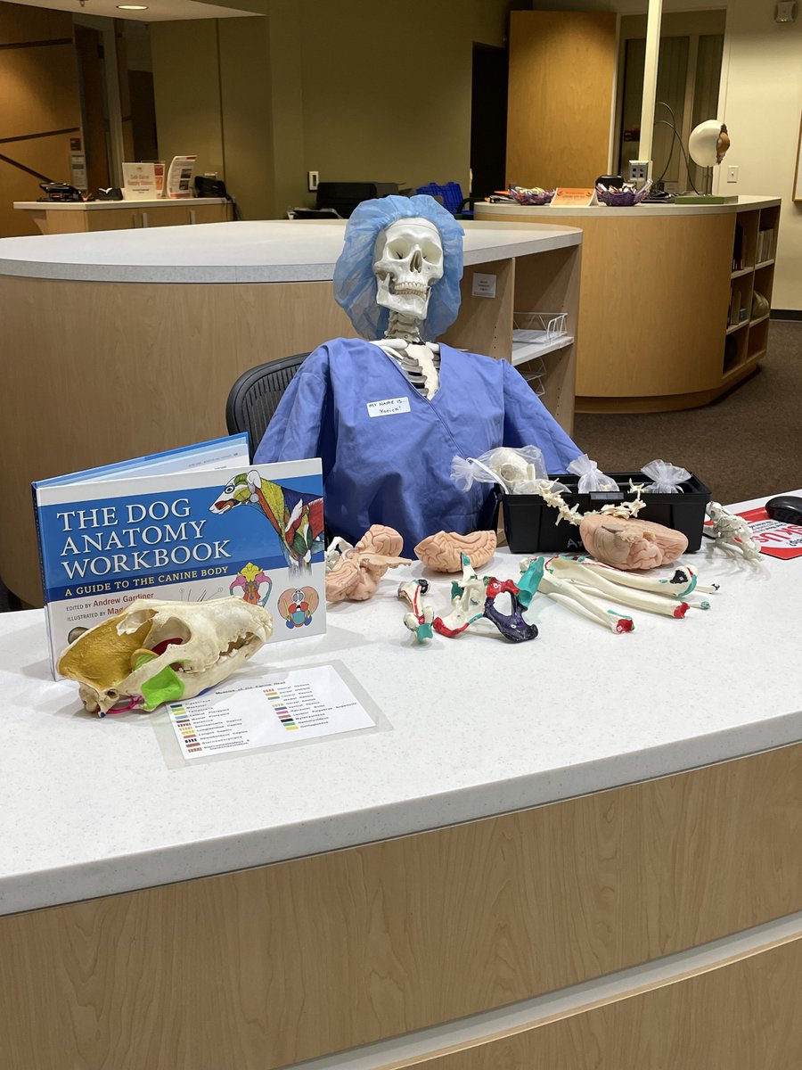 NCStateVML's tweet photo. It's November and final exams are around the corner!

Need study aids for anatomy and physiology?

Yorick the skeleton recommends exploring Anatomy Alley in the library. You can find books, anatomical models, and guides to help you succeed! 💪 https://t.co/1UvdlNz1gw