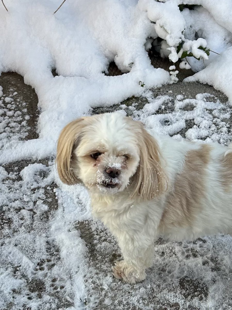 Happy #November1st Pals! 🐶❄️
#dogsofx #doglovers #snow