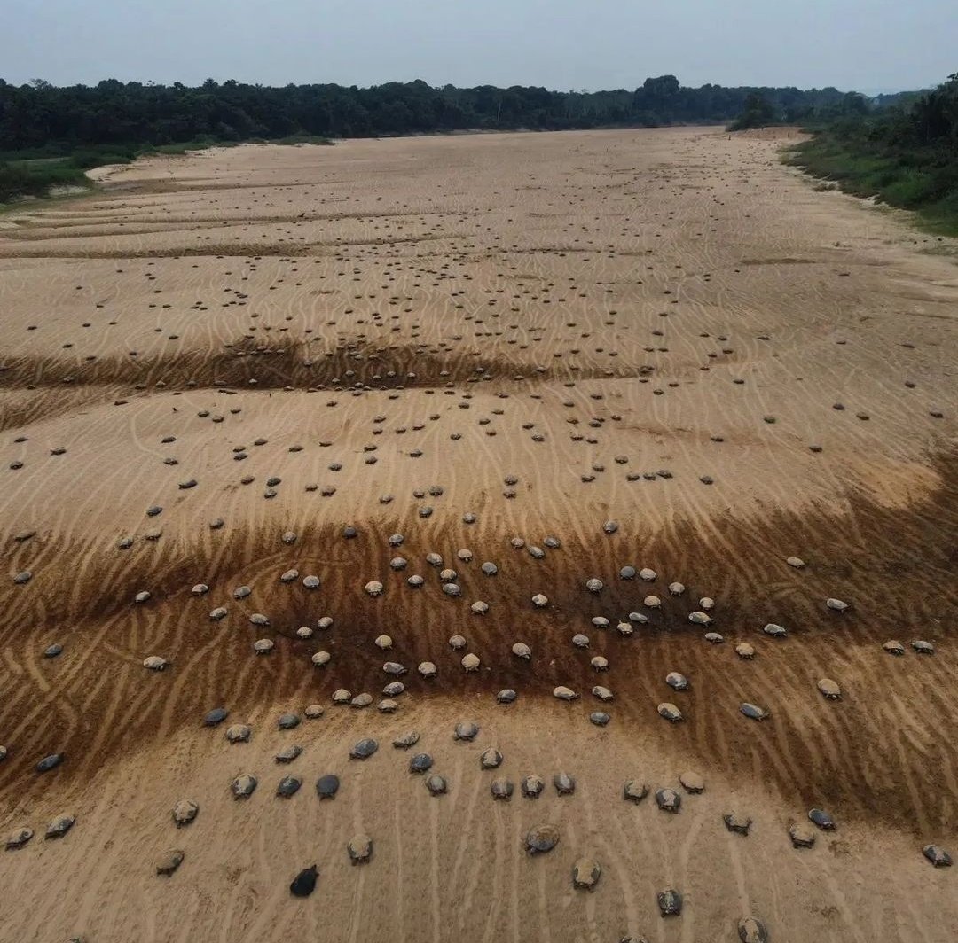As Tartarugas da Amazônia (Podocnemis expansa), que estão no período de desova, transformaram o leito do Rio Tapajós numa avenida.

Foto: Vinícius Modesto de Oliveira