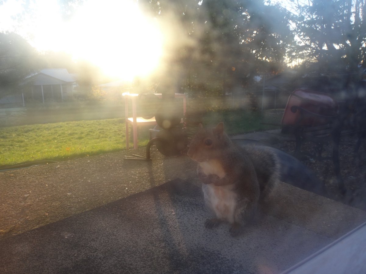 602Shaffer's tweet photo. early morning, frosty windows and hungry mouths... #squirrels #brrrr #FallWeather #ColdIsComing https://t.co/4T5xuSP9dW