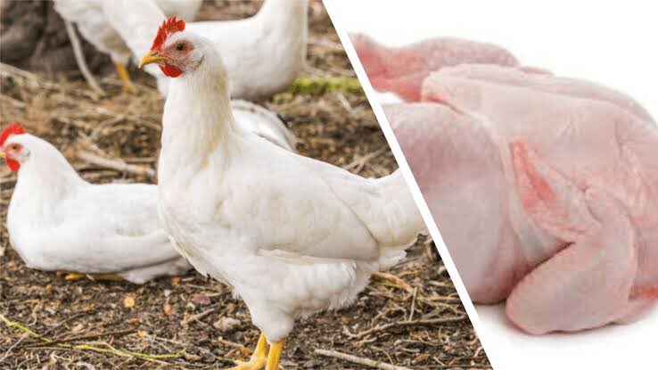 Demi Farms tweet media