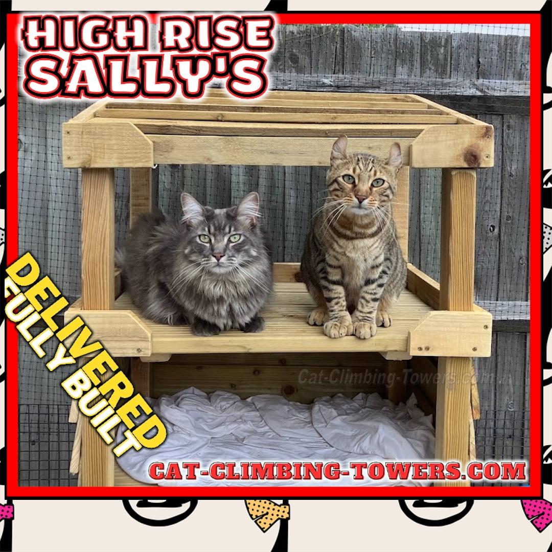 tclynx's tweet photo. Hi David,
Yes the frame is very well made and both our cats like to use it!
Kind Regards
T
(stock photo)
#catframes #CatsOfTwitter #cats #cat #catenrichment #catquiz #catoftheday #cattoys #catsofinstagram #kittens #safecat #catenclosure #catmemes #catios #catification #advert https://t.co/od4NSOPN9F