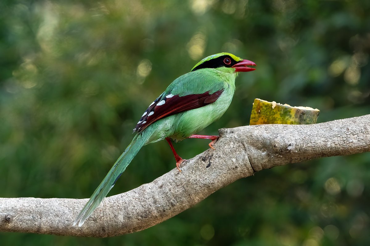 Who knows the identity of this bird? I took this image in Sattal, Uttarakhand, India😊 @WildlifeMag @BBCEarth #SonyAlpha #BirdsOfTwitter #TwitterNatureCommunity #TwitterNaturePhotography #birds #colour #naturelovers #birdsofindia #wildlife #wildlifephotography #NaturePhotography