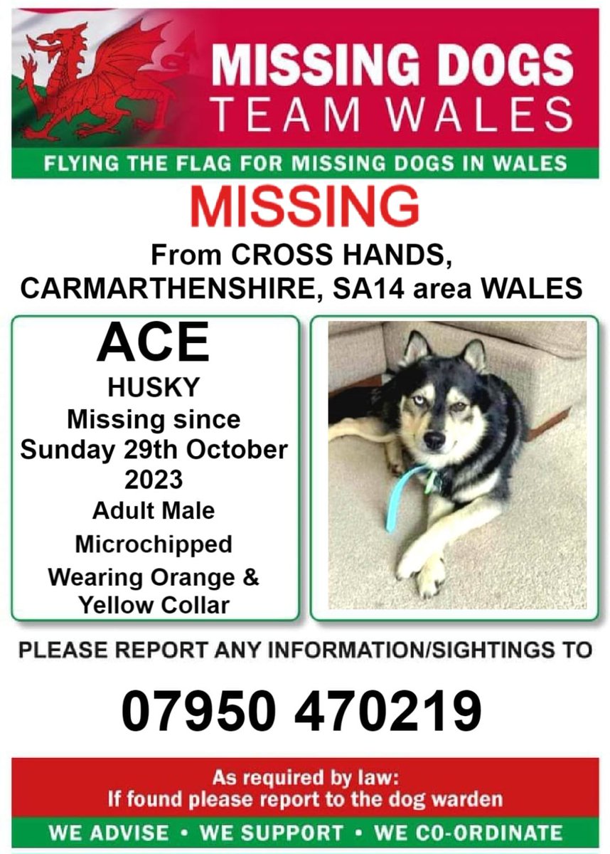 #ACE MISSING #CROSSHANDS AREA #CARMARTHENSHIRE SA14 29/10/23 #MICROCHIPPED was wearing Yellow & Orange Collar ‼️Please look out for him and if seen call the number on this poster asap‼️ @Anthony_Bailey_ @missingdogwales @rosiedoc666 @juliagarland73 @KarenFi51820768
