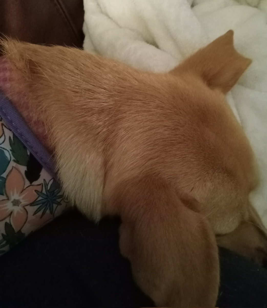 ChloeChloeChl19's tweet image. Pup has wrapped herself around my leg. #FinallyHome