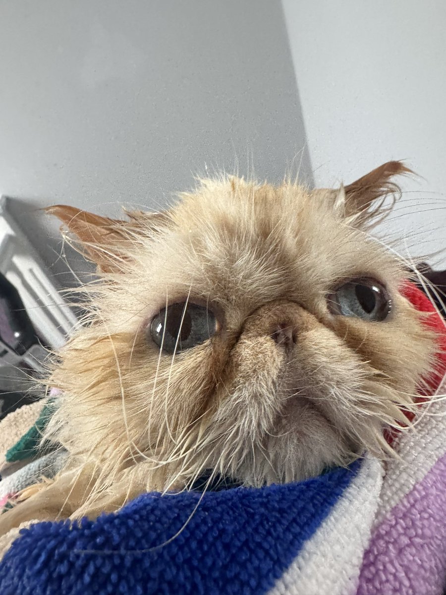 Hey pals , 

I’ve not been so well over the last couple of days. I’ve got a poorly tum 😔 unfortunately I got a bit messy this morning so mums given me a nice warm bath I’ve got some paste in hopes I’ll start to feel better before the vets on Saturday ❤️