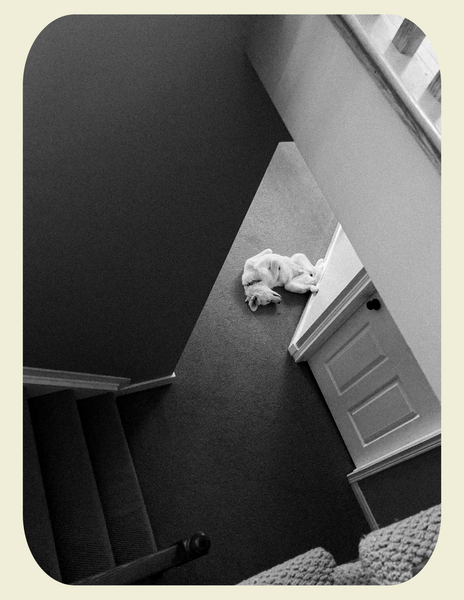 RedSaraRed's tweet photo. Lola sleeping amongst the abstractness of the house. Taken with my iPhone SE.

https://t.co/ShLfqdOLJn

#iphonephotography
#documentarydogphotography
#greatpyrenees
#ottawaphotographer
#photographersara https://t.co/etgR3Fb7o8