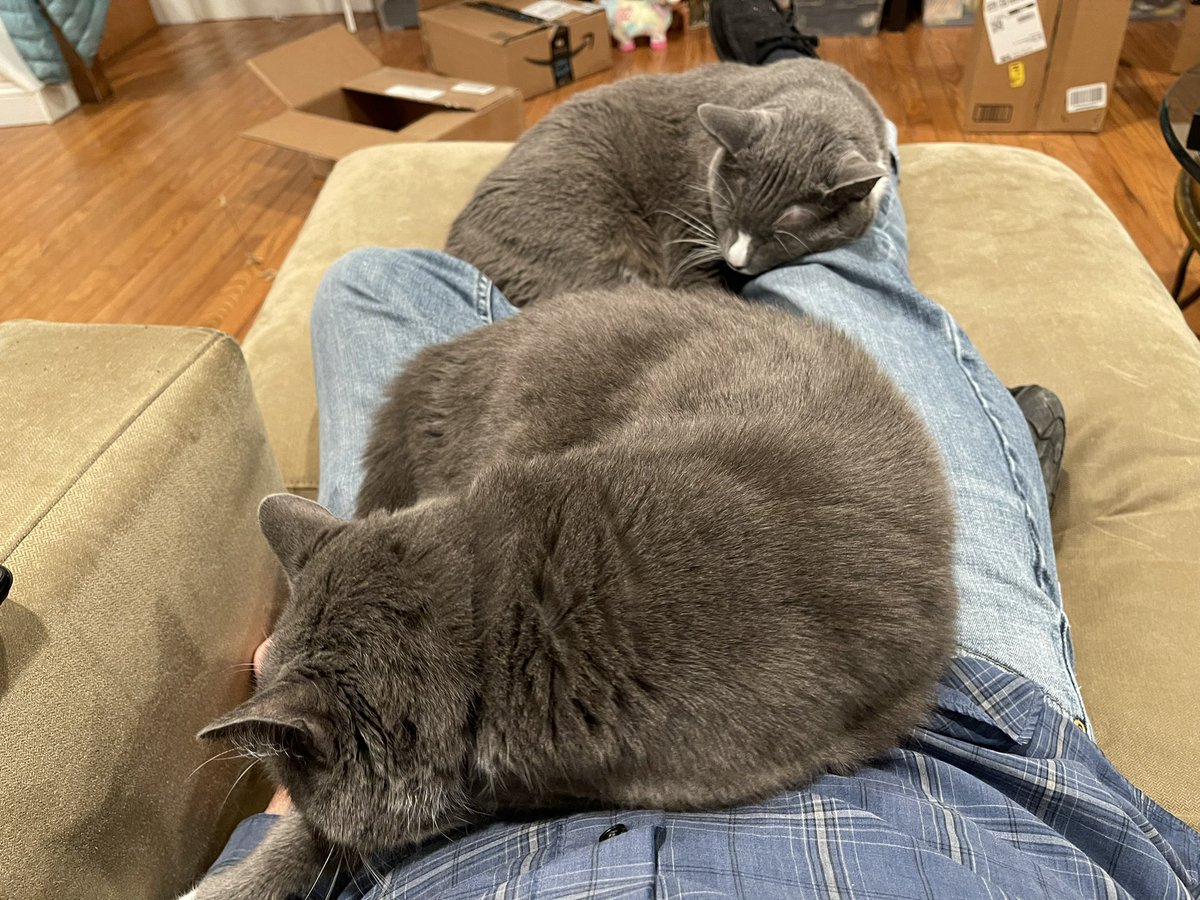 dcollins42's tweet photo. “We have successfully defended the house from children in costumes. Now we shall nap.” https://t.co/dKYpJv3tMI