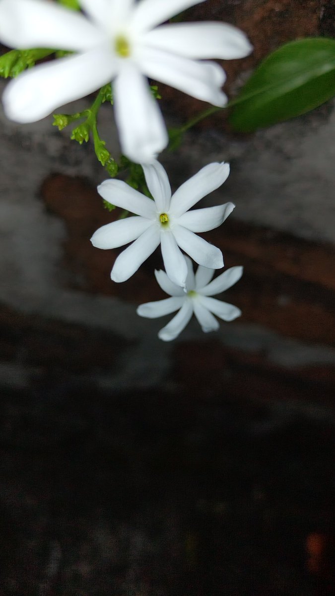 IT_mowa's tweet photo. Captured on
 #nothing2
Glyph light                            Flash light https://t.co/tdzNt0AKPI