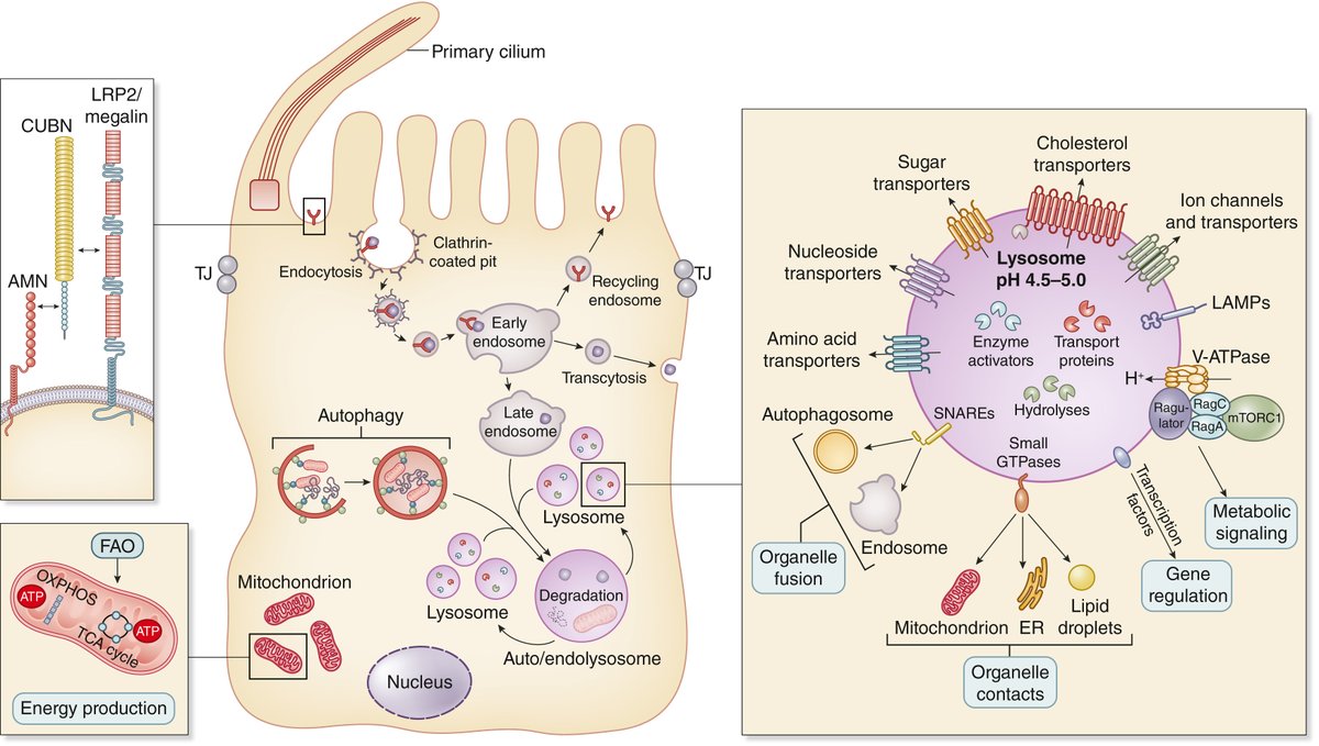 Drug discovery and therapeutic perspectives for proximal tubulopathies

doi.org/10.1016/j.kint…

@UZH_en
#KIMiniReview #DrugRepurposing #tubulopathy