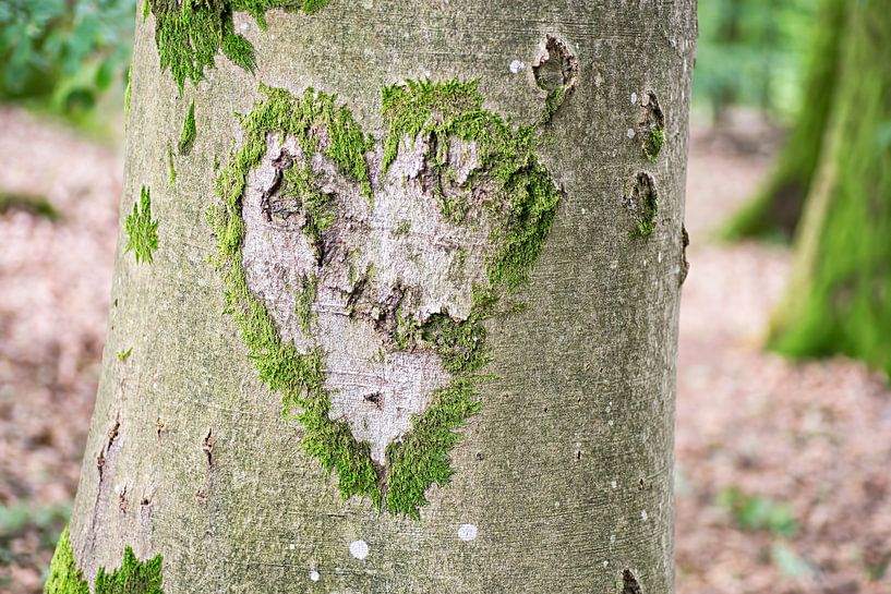 🗣️📢 I'm recruiting my first PhD student to join me in Spring 2024! Looking for someone with an interest in urban biodiversity, trees, species traits, & human well-being. 🏙️🌳🌿🧠 Come join me @UniLeiden! Please RT & spread the word! Questions? DM me! #PhDposition ⤵️