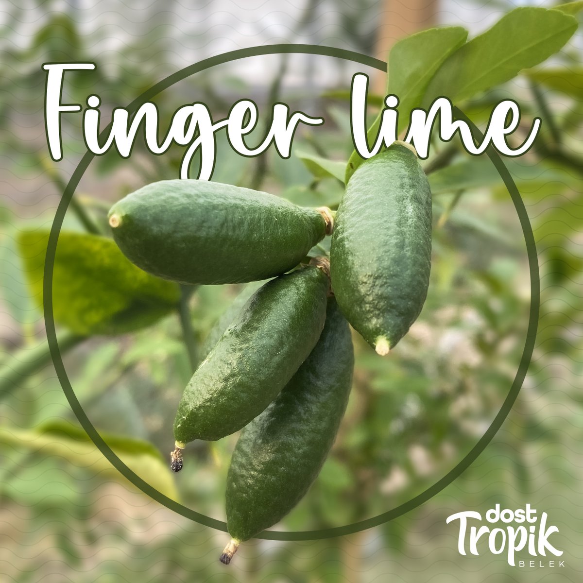 Kendine özgü tadı, lezzeti ve tanecikli yapısıyla Finger Lime hasadı devam ediyor. İnce ve pürüzsüz kabuğunun altında tanecikli bir yapıya sahip, özellikle deniz ürünlerinde lezzetli bir limon aroması katmak adına mükemmel bir seçim. 
#FingerLime #DostTropik #YerliÜretim