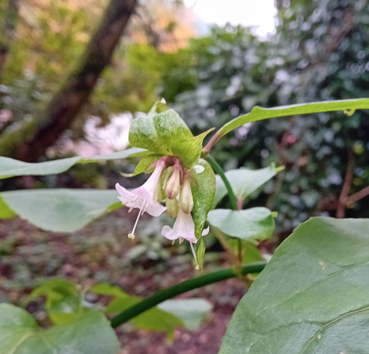 BSBI_Ireland's tweet photo. Himalayan Honeysuckle Leycesteria formosa, a 'Medium Impact' invasive species of woodland and hedges. Once planted for pheasants, birds love it-and spread it! Its nectar is so tasty, bees may pollinate it in preference to native species. @BSBIbotany @NPWSIreland #invasivespecies https://t.co/qHBhpPCg2G