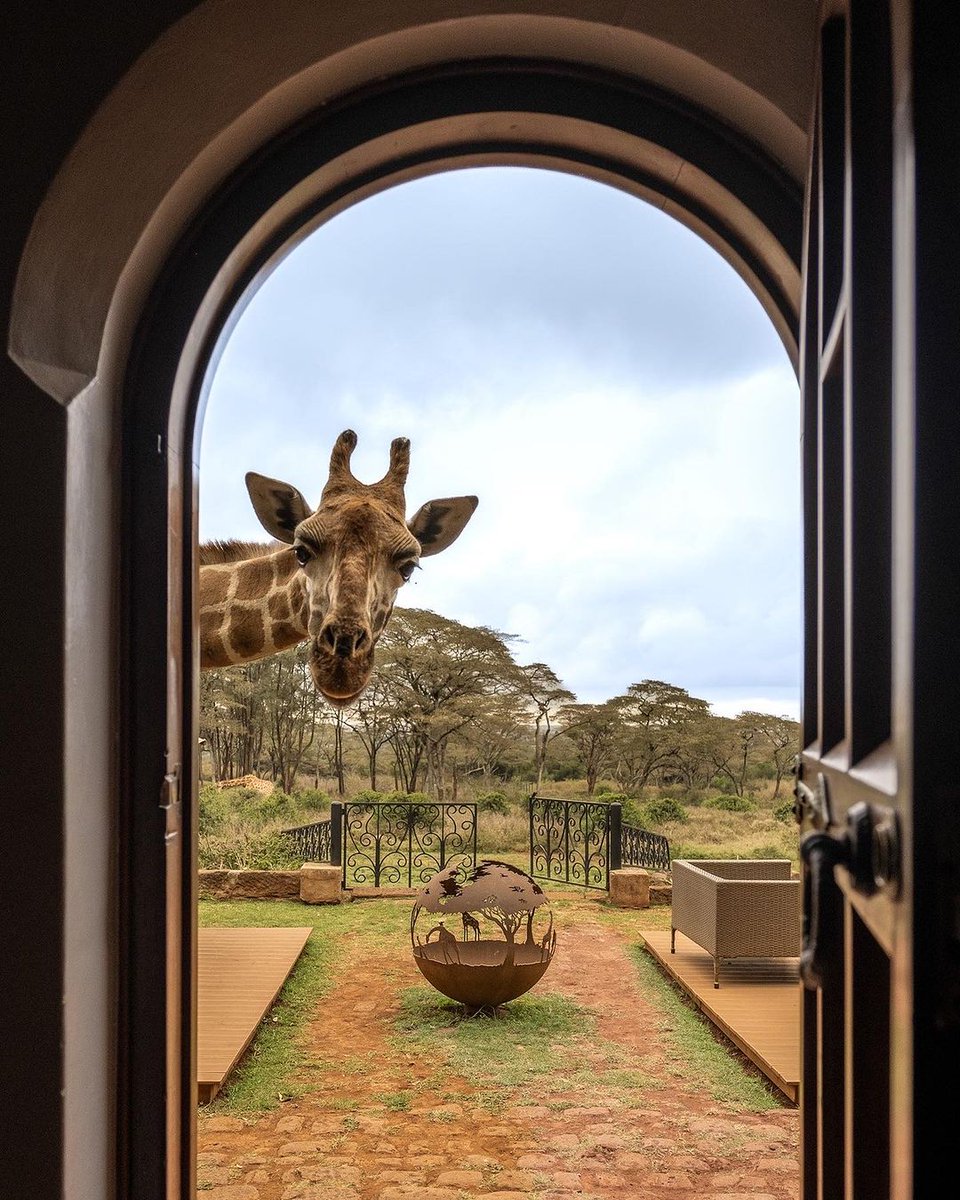 What's Popin 📍Giraffe Manor 

#GiraffeManor #enjoy #explore #TheSafariCollection #luxury #DiscoverTheSafariCollection #Nairobi #WelcomeToKenya #GiraffeLove #magicalkenya #safari #tembeakenya #giraffe