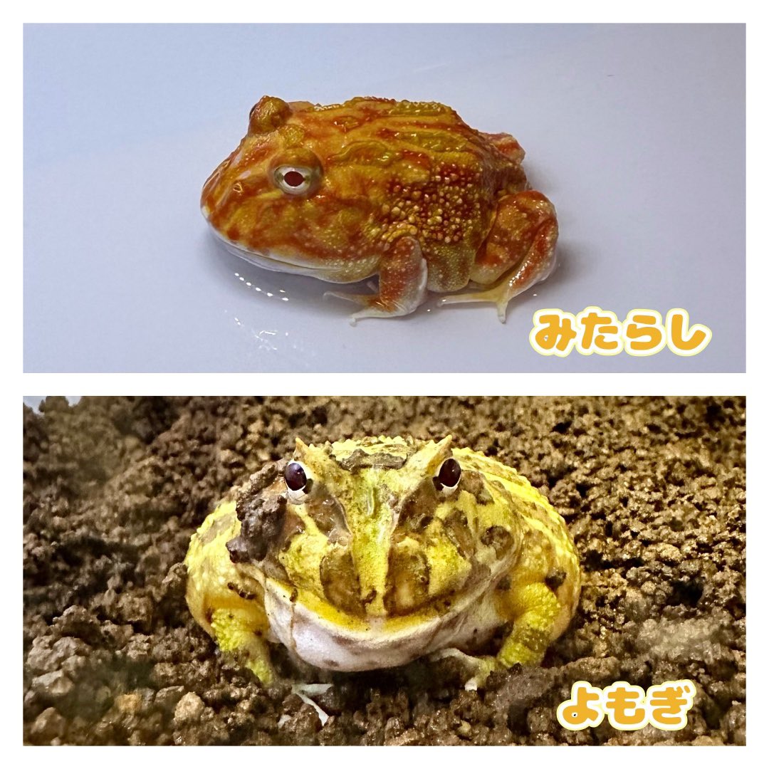 takekawa14's tweet photo. 🐹🐸がいる暮らし😮‍💨💕
_お友達紹介_

#ハムスターがいる暮らし #ハムスター
#カエルがいる暮らし #クランウェルツノガエル https://t.co/Gpuz8og0ke