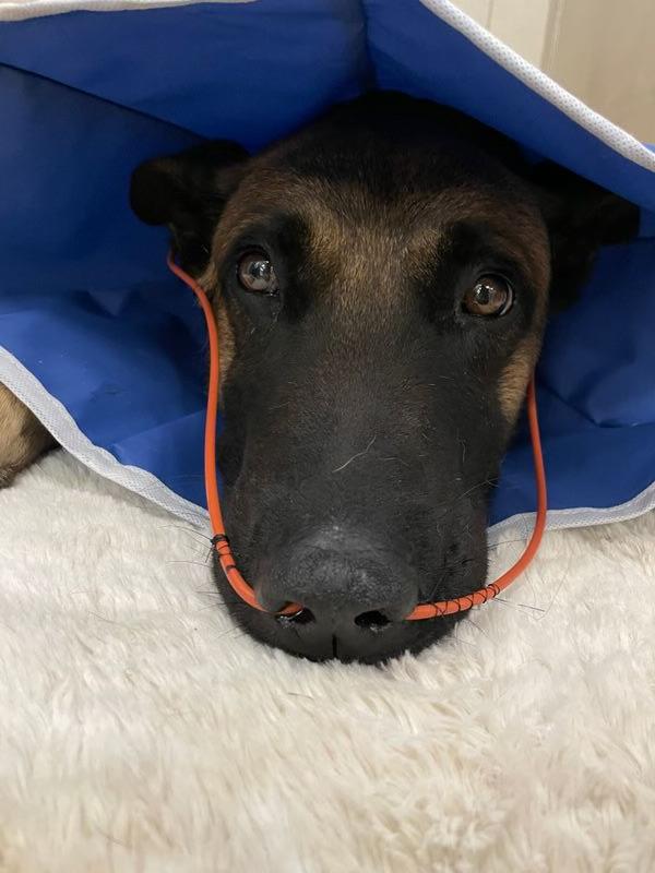 Help us wish Maty a quick recovery! He got hurt while going for his reward during training. The vet tells us he should be healed up in a few days and back to full duty in no time. 🐾