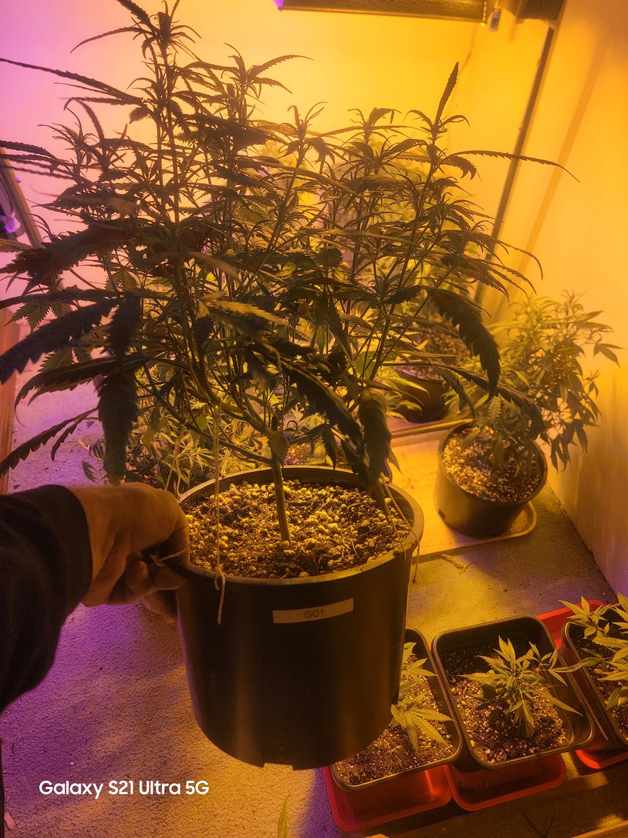 CannaFied tweet media