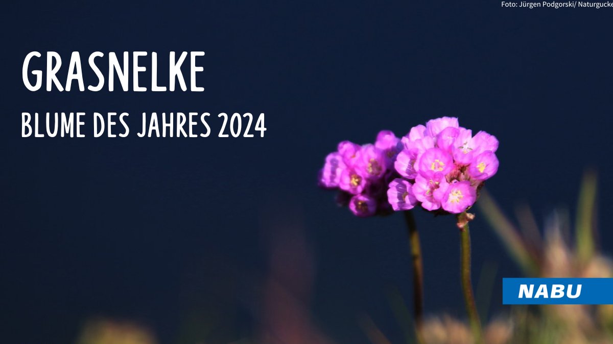 Hart im Nehmen und doch bedroht.😮 Die Grasnelke überlebt Temperaturen von mehr als -20 °C und verträgt sogar Salz und Schwermetalle im Boden. Aber die intensive Landwirtschaft gefährdet ihren Lebensraum. Tu ihr was gutes und pflanze sie einfach auf deinem Balkon. 🪻🌞