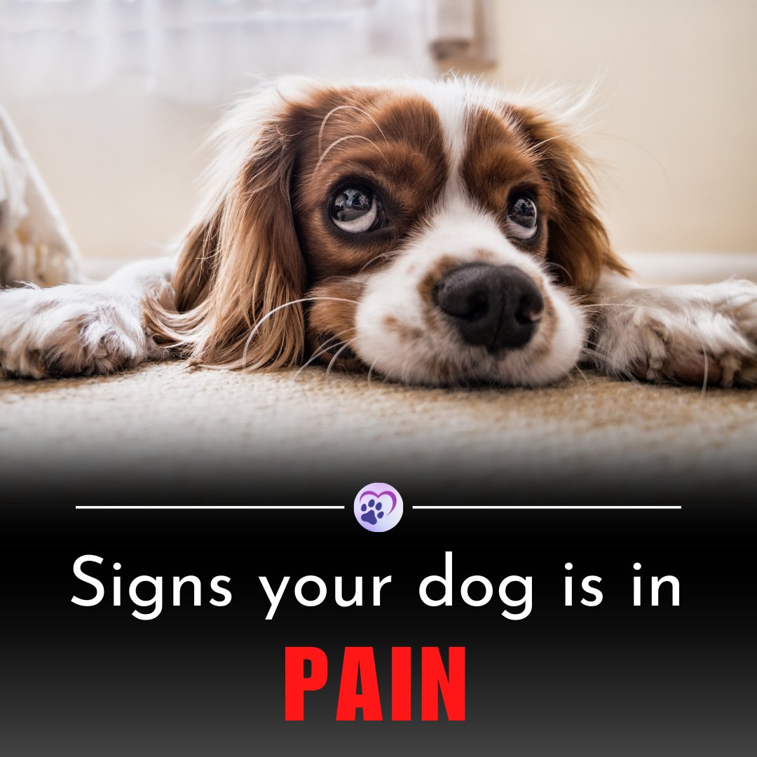 ThePetFactFiles's tweet photo. 🐶 Signs of Canine Pain: 

🍔 Loss of Appetite
🚫 Antisocial Behavior
💤 Lethargy
🔄 Posture Changes

Consult your vet if you notice these signs. 

Prioritize your loyal companion's comfort and happiness! 🐕❤️

#PetCare #DogHealth #FurryFriendsForever https://t.co/uGCXpTTh9r