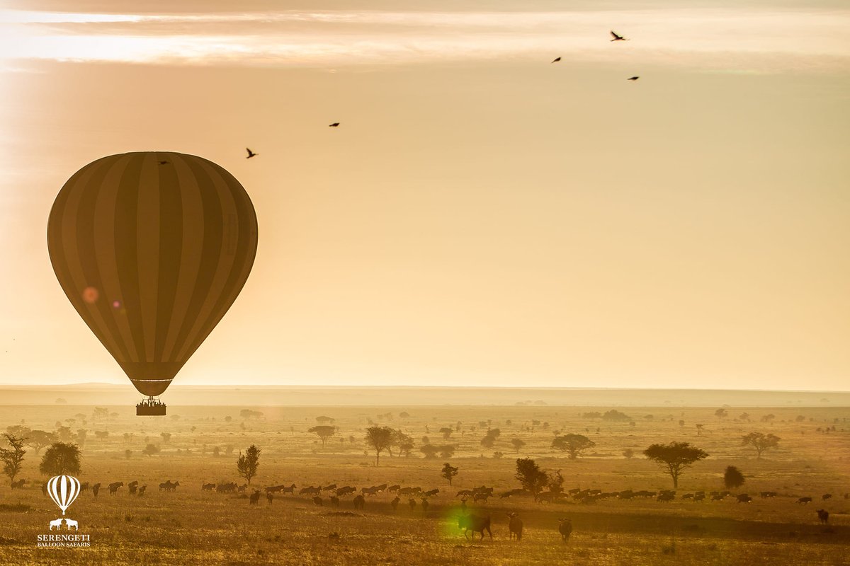 The Worlds 1st Trans-Serengeti Ballooning Expedition
Our journey will see us traverse the entire Serengeti flying by hot air balloon then landing on the Eastern shores of Lake Victoria. Each morning we will fly into a new location. #TransSerengetiBallooningExpedition